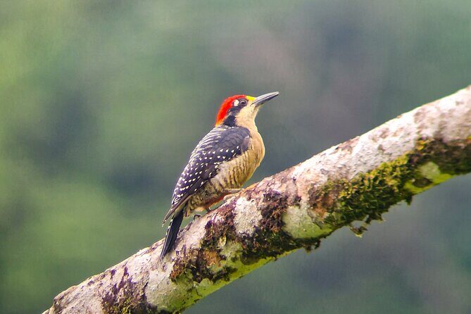 Chocolate Tour with Lunch - FAQ