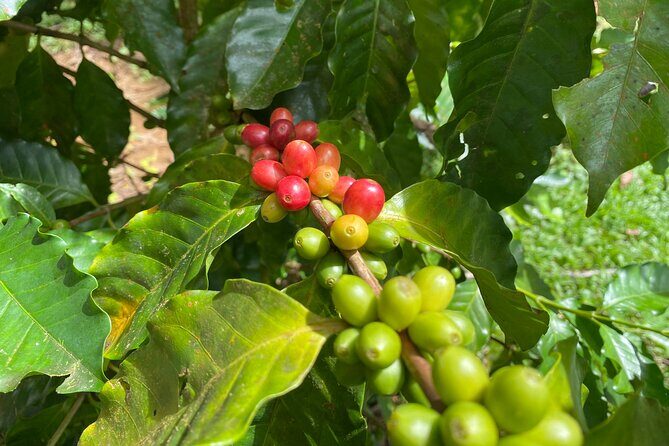 Chocolate, Vanilla & Coffee Combo Tour - Frequently Asked Questions