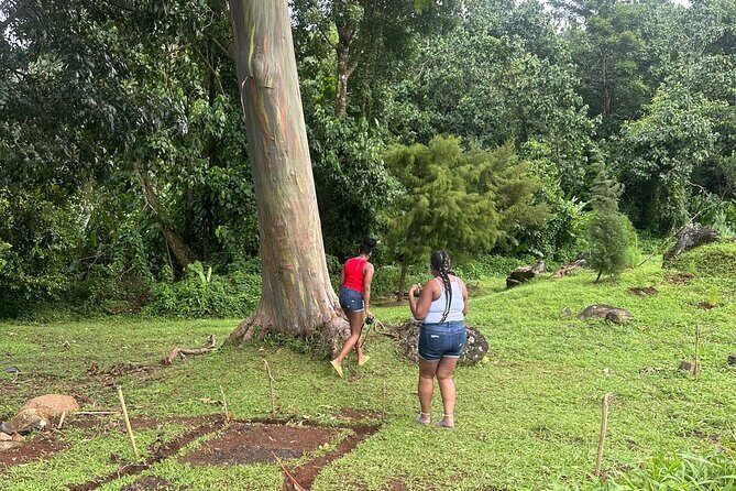 Chocolate, Waterfall, spices and Nature tours! - Final Thoughts: Is This Tour Right for You?