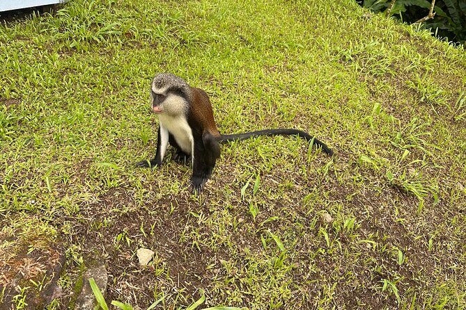 Chocolate, Waterfall, spices and Nature tours! - Frequently Asked Questions