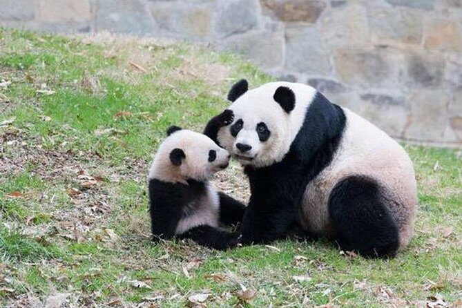 Chongqing Private City Tour Extention - Exploring Chongqing: A Deep Dive into the Tour