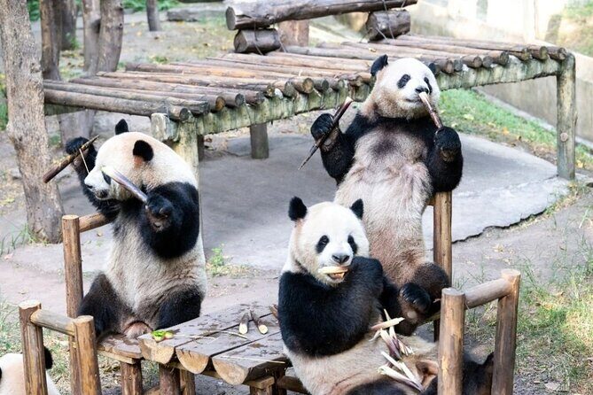Chongqing Private Tour Pandas City Must See Hot Pot All in one - Exploring Chongqing with a Private Touch