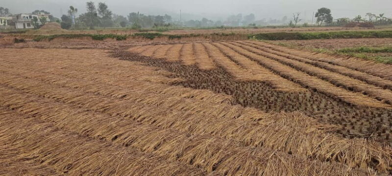 Chormara: Homestay, Meals, & Cultural Immersion Program - The Details of Your Village Stay