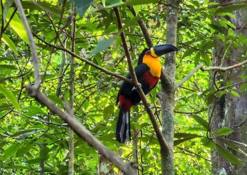 Christ the Redeemer Hiking: Journey to Rio's Iconic Landmark - Christ the Redeemer Hiking: Journey to Rio’s Iconic Landmark