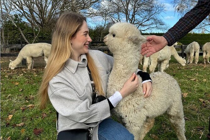 Christchurch Alpaca Farm Tour From Kaiapoi - An Authentic Encounter with Friendly Alpacas Near Christchurch