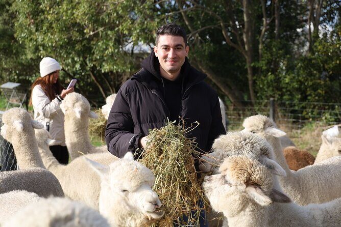 Christchurch Alpaca Farm Tour From Kaiapoi - The Experience’s Strengths