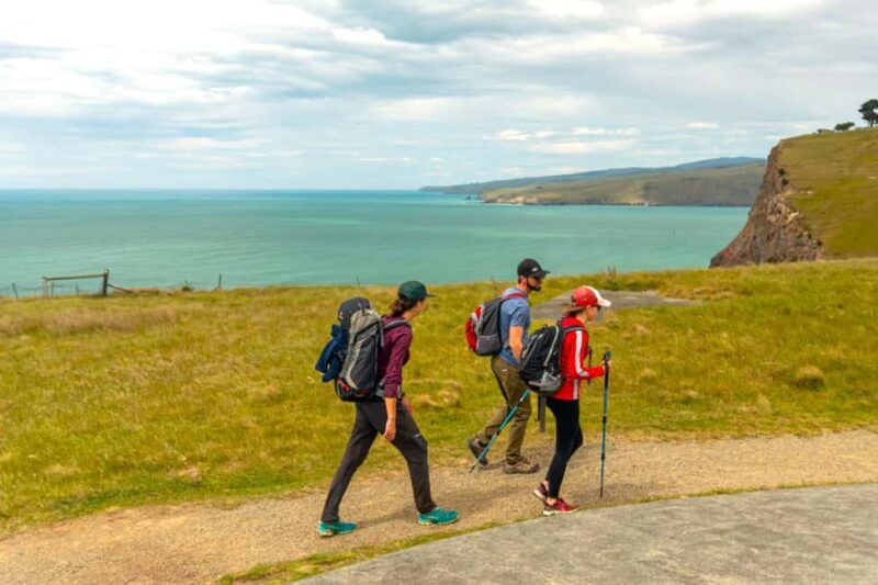 Christchurch: Godley Head & Lyttelton Guided Walking Tour - The Value of This Tour