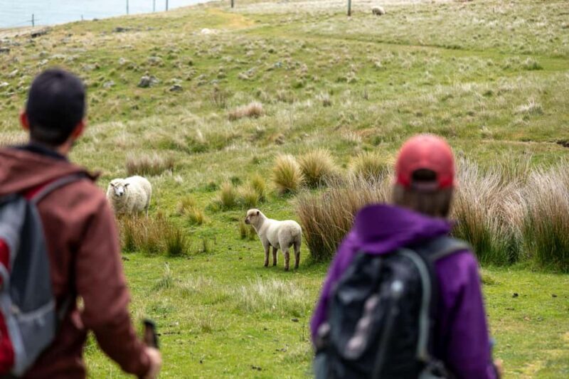 Christchurch: Godley Head & Lyttelton Guided Walking Tour - The Sum Up