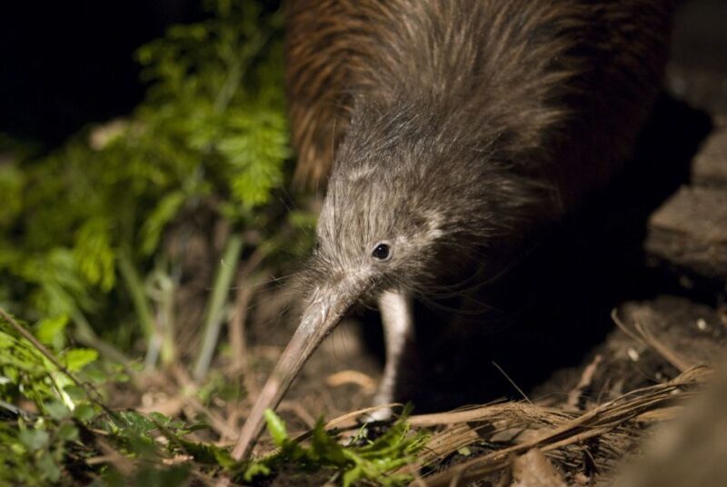 Christchurch: Orana Wildlife Park Admission - A Deep Dive into the Experience