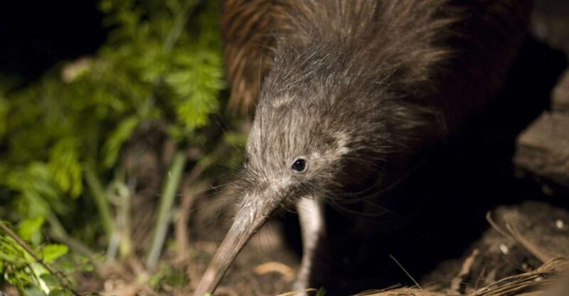 Christchurch: Orana Wildlife Park Admission - Final Thoughts: Who Will Love This?