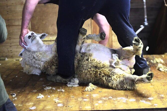 Christchurch Sheep Farm Visit - An In-Depth Look at the Christchurch Sheep Farm Visit