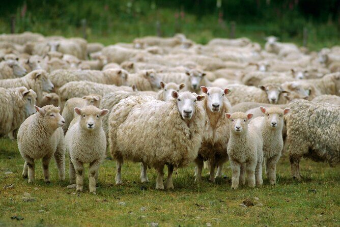 Christchurch Sheep Farm Visit - Final Thoughts