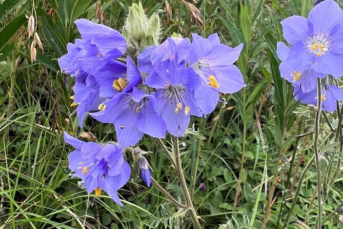 Chugach State Park Nature Walk - Final Reflection