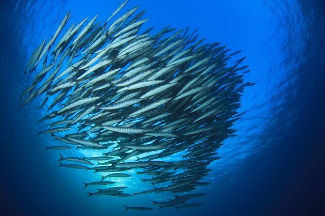 Chumphon Pinnacle-Koh Tao 2 dive trip for certified divers - Discovering the Chumphon Pinnacle & Koh Tao with Certified Guides