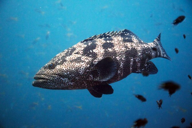 Chumphon Pinnacle-Koh Tao 2 dive trip for certified divers - Key Points