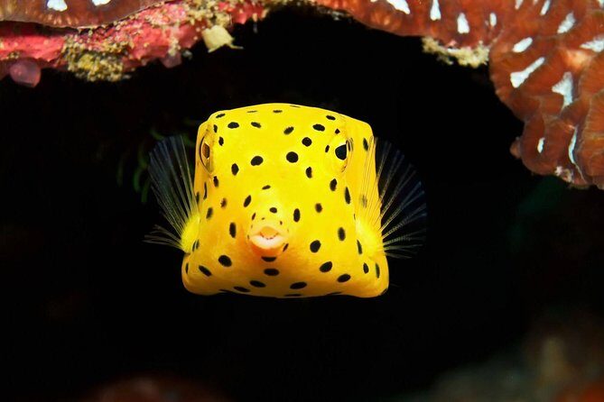 Chumphon Pinnacle-Koh Tao 2 dive trip for certified divers - Final Thoughts