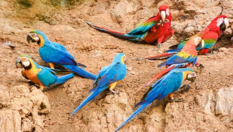 Chuncho Collpa - Full day | Entrance | - A Closer Look at the Chuncho Collpa Tour