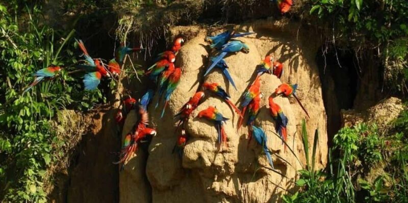 Chuncho Collpa Tour 2/3 Day Tour - Practical Details and Tips