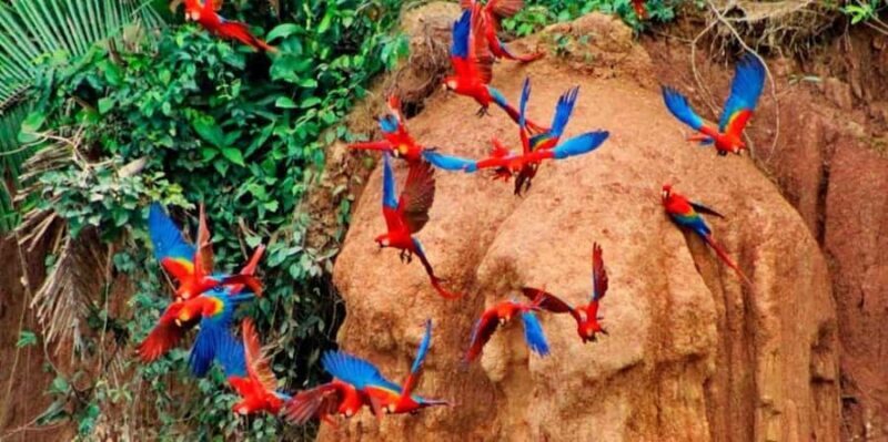 Chuncho Macaw Clay Lick - Full Day - Experience the Wonders of the Chuncho Macaw Clay Lick — Full Day in Peru