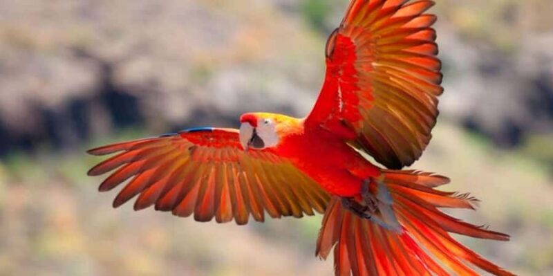Chuncho Macaw Clay Lick - Full Day - The Scenic River Ride: Sunrises and Wildlife Opportunities