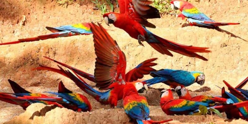 Chuncho Macaw Clay Lick - Full Day - Practical Tips for Travelers