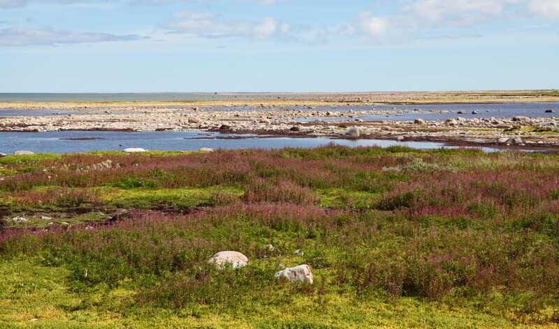 Churchill: Exclusive Tundra Buggy Day Trip - FAQs