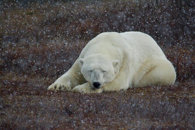 Churchill Polar Bear Experience  5-Night Classic Tour - Key Points