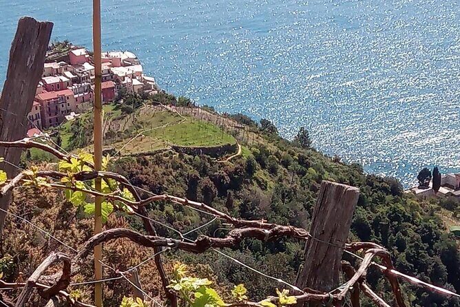 Cinque terre wine tour and tasting with the somelier in Manarola - A Closer Look at the Cinque Terre Wine Tour and Tasting