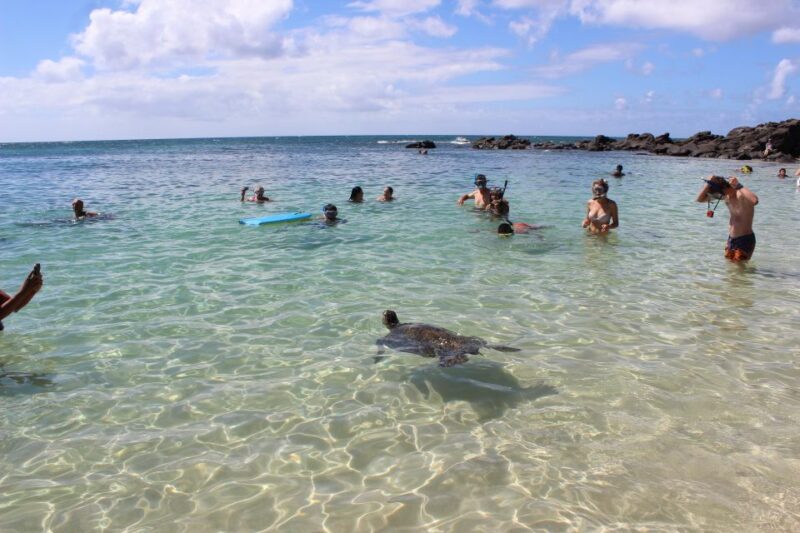 Circle Island: Swim with Turtles and Explore Paradise Oahu - The Sum Up