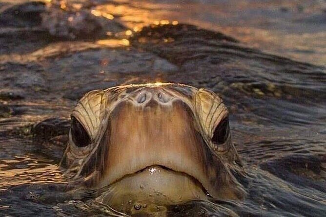 Circle Island tours - swim with turtles,Private & Small Group Tours - Frequently Asked Questions