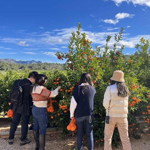 Citrus Treasures: Exploring Valencia's Orange Grove - Who Will Benefit Most from This Tour?
