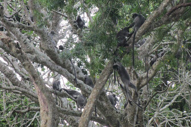 City, Batu Caves, Hot Spring, Silver Leaf Monkey & Fireflies Tour - Exploring the Highlights of the Tour