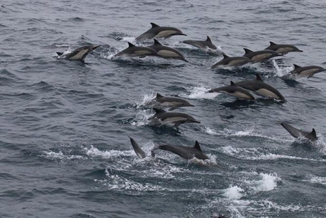 City Cruises San Diego: Whale and Dolphin Watching Adventure - Key Points