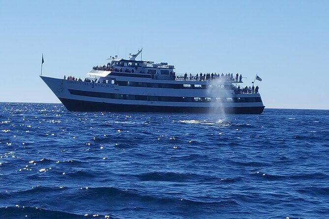 City Cruises San Diego: Whale and Dolphin Watching Adventure - The Sum Up: Who Is This Tour Best For?