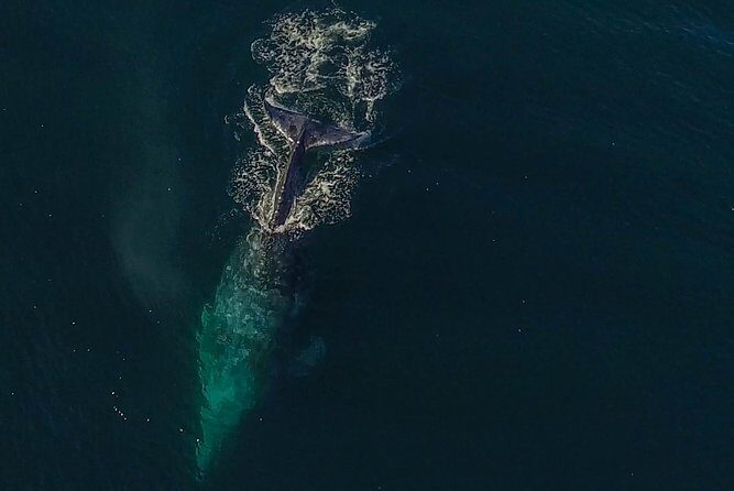 City Cruises San Diego: Whale and Dolphin Watching Adventure - FAQ: Practical Questions Answered