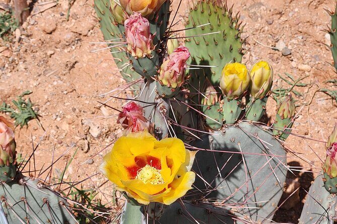 City of Tucson Tour - Discovering Tucson: A Deep Dive into the City’s Hidden Gems
