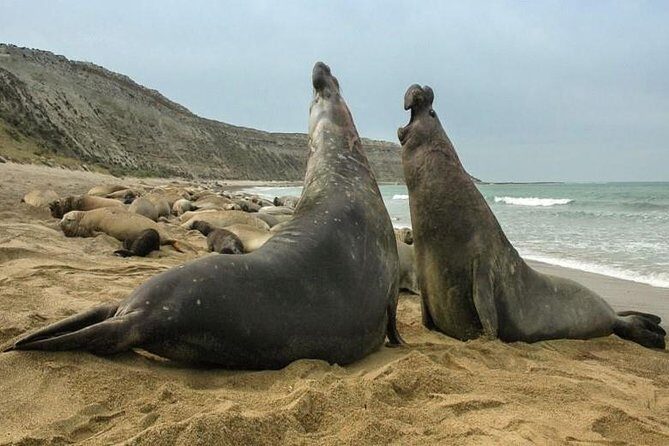 City Tour and Sea Lions at Punta Loma from Puerto Madryn - Key Points