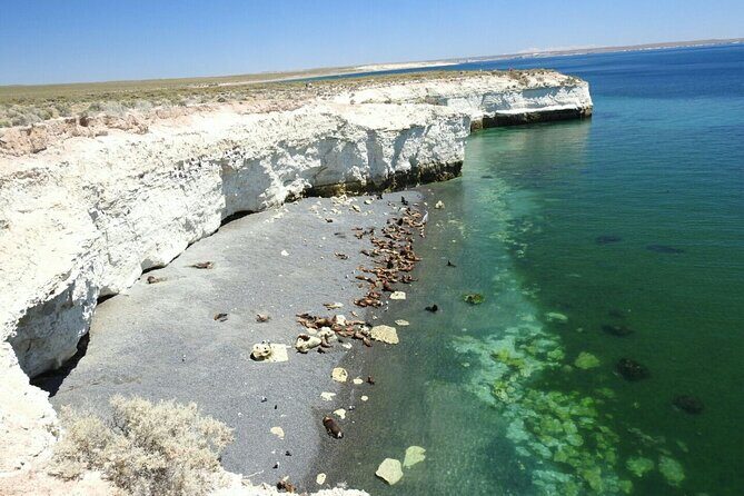 City Tour and Sea Lions at Punta Loma from Puerto Madryn - Authentic Insights from Real Travelers