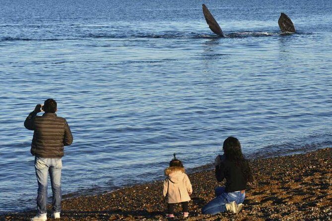 City Tour and Sea Lions at Punta Loma from Puerto Madryn - The True Value of This Tour