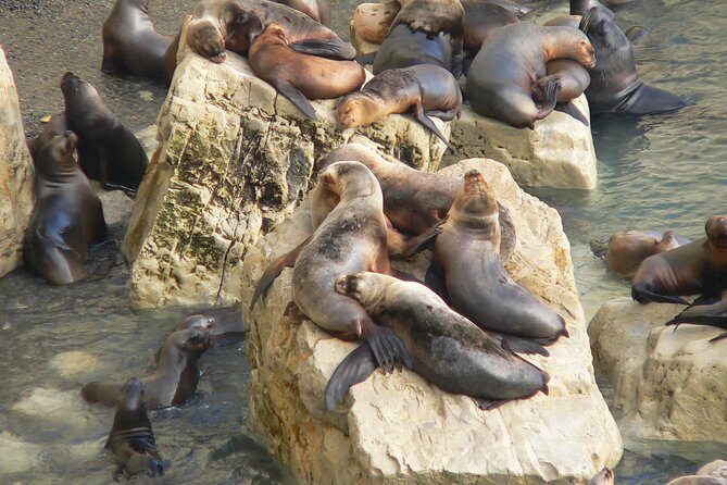 City Tour and Sea Lions at Punta Loma from Puerto Madryn - FAQ
