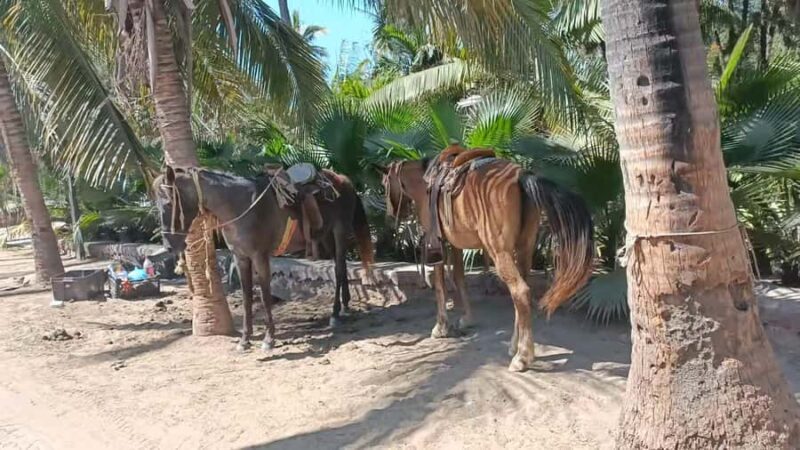 City Tour & Beach Club All Inclusive Horse Ride Water Sports - Return and Reflection