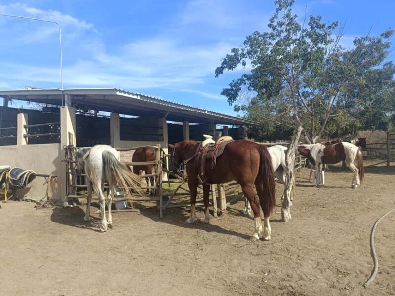 City Tour & Beach Club All Inclusive HorseBack Ride Sports - A detailed look at the City Tour & Beach Club All Inclusive HorseBack Ride Sports in Mazatlan, Sinaloa