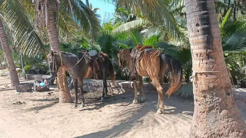 City Tour & Beach Club All Inclusive HorseBack Ride Sports - Who Should Consider This Tour?