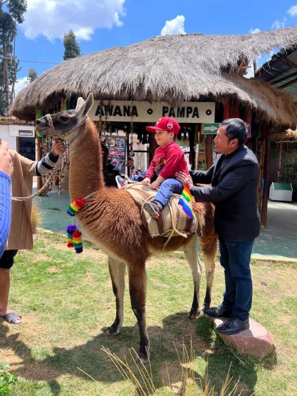 City Tour Cusco & Camelids Tour & Pachamanca - Key Points