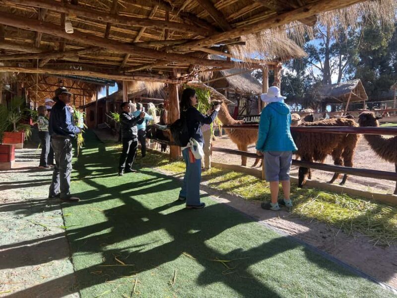 City Tour Cusco & Camelids Tour & Pachamanca - Exploring Cusco’s Historic Heart