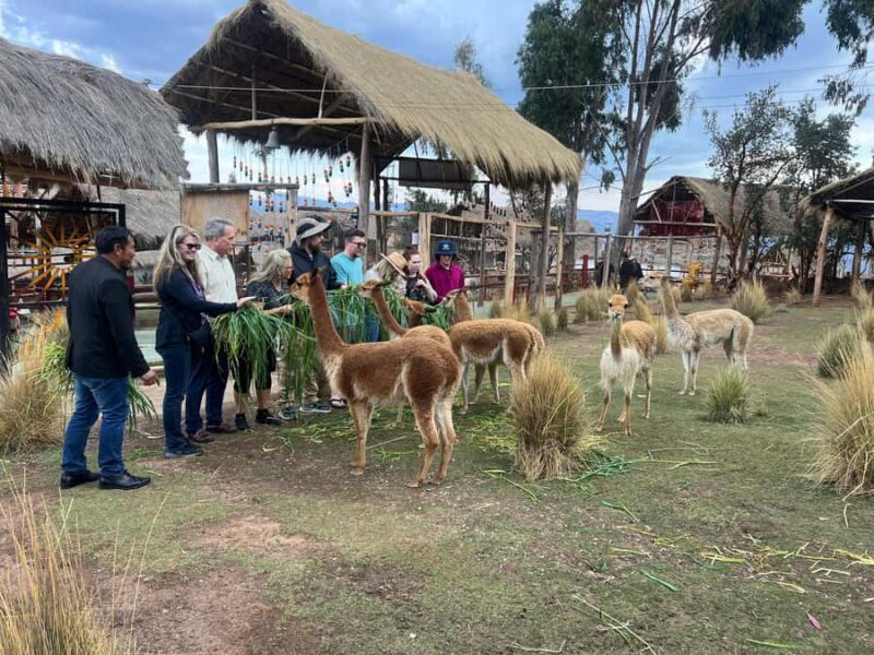 City Tour Cusco & Camelids Tour & Pachamanca - The Art of Traditional Weaving and Dyeing