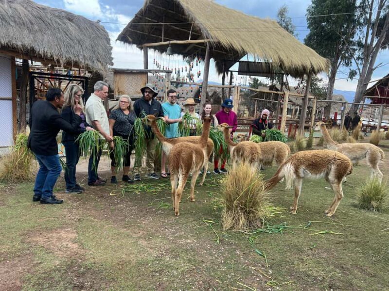 City Tour Cusco & Camelids Tour & Pachamanca - Practical Details and Value
