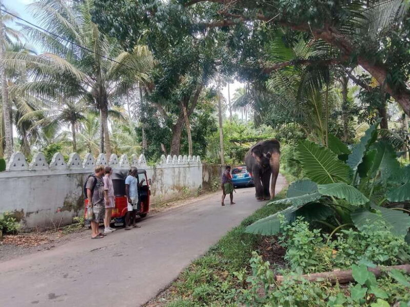 City Tour: Discover Aluthgama with Thrilling Adventures - Who Should Take This Tour?