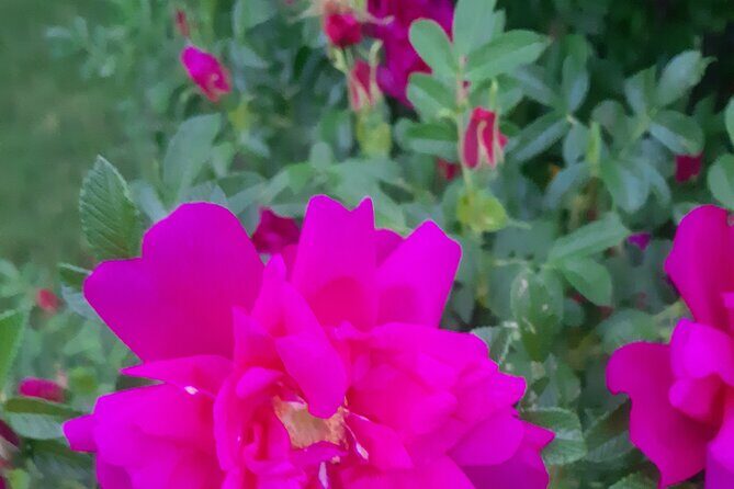 City Tour of Historic Charlottetown Prince Edward Island - A Closer Look at the Tour Itinerary