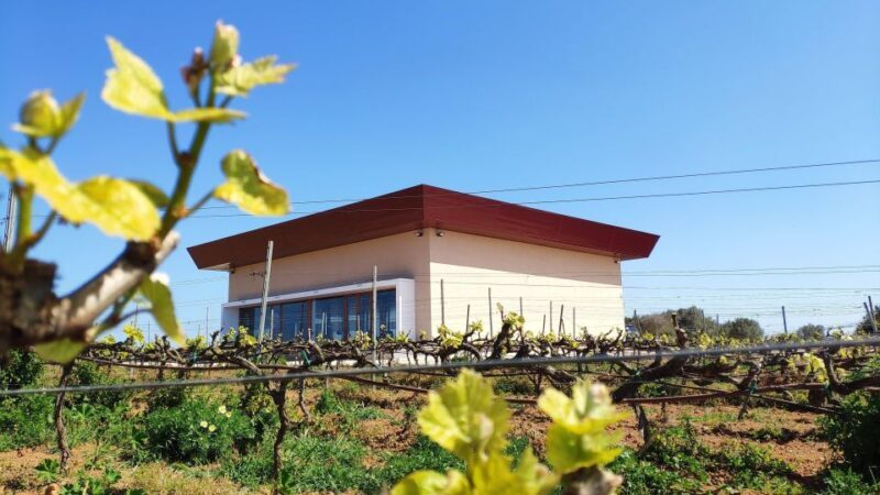 Ciutadella de Menorca: Family Winery Tour with Wine Tasting - The Food and Drink: A Taste of Menorca